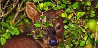 Quedan menos de 48 horas para participar en la discusión de la Estrategia Nacional de Tenencia Responsable y Biodiversidad, impulsada desde el MMA