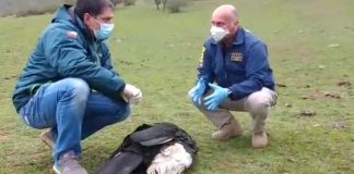 Llaman a desarrollar un sistema efectivo que protega la biodiversidad, luego del envenenamiento de 4 cóndores en #Chile