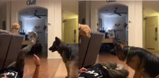 Hombre finge un desmayo y sus perritos hacen que su broma quede al descubierto