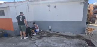 Las Fuerzas de Seguridad y los vecinos rescatan a animales afectados por el volcán de La Palma en #España