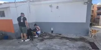 Las Fuerzas de Seguridad y los vecinos rescatan a animales afectados por el volcán de La Palma en #España