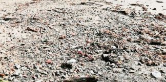 #BIOBIO Al menos 10 aves fueron encontradas muertas en playa de Penco