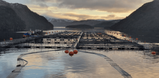 Organizaciones llaman a la SMA a caducar autorización ambiental de Nova Austral