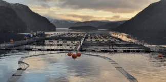Organizaciones llaman a la SMA a caducar autorización ambiental de Nova Austral