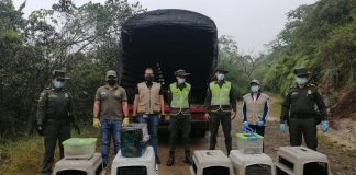 Más de 20 animales silvestres de #Colombia fueron liberados en su entorno natural