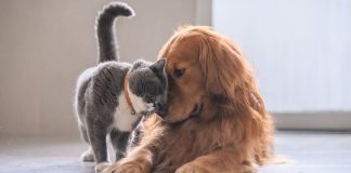 ¿Cómo pasar un invierno seguro con nuestros peludos?