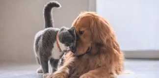 ¿Cómo pasar un invierno seguro con nuestros peludos?