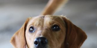 La historia de Azis, un perrito que fue abandonado y hoy busca una familia