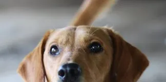 La historia de Azis, un perrito que fue abandonado y hoy busca una familia
