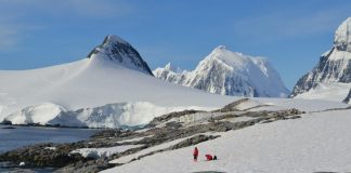 Realizan análisis sin precedentes de algas de nieve antárticas