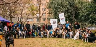 Fundación Galgos Chile anuncia una nueva versión de sus tradicionales juntas perrunas