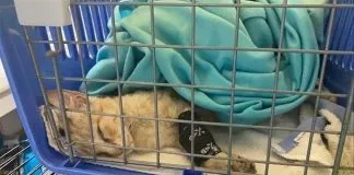 Militar salva la vida de gato ahogado por las cenizas del volcán La Palma