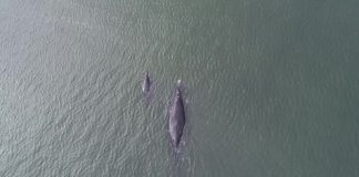 Crías de Ballenas Francas están naciendo en la Bahía San Quintín