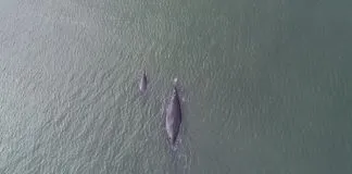 Crías de Ballenas Francas están naciendo en la Bahía San Quintín