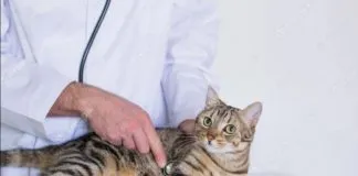 Comenzarán a utilizar nueva herramienta no invasiva para detectar cáncer en gatos y perros
