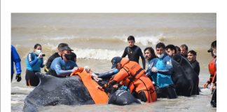 Salvan a dos ballenas varadas en la costa bonaerense