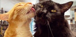 Muere Cole, el felino más querido de Internet