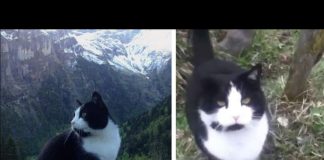 Felino ayuda a hombre perdido en las montañas a retomar el camino de vuelta al valle