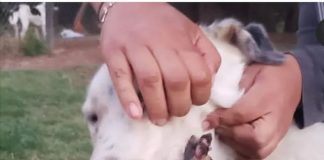 Ayudemos a Pekas en su recuperación