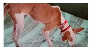 ONG que rescataria a los perros atrapados en la lava de La Palma, afirma que video prueba de que están bien es un fraude