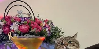 Stepan, el felino aparentemente amurrado que la rompe en tik tok