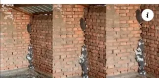 Felinos intentan escapar de una casa formando una escalera peluda
