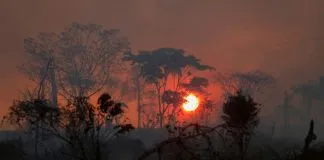 Estudio revela que la Amazonía ha perdido en 35 años un área equivalente a Chile