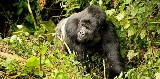 Famosa gorila que durante el 2019 posó para una selfie en parque Virunga del Congo, murió tras una larga enfermedad