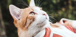 BodyCobre, la prenda veterinaria chilena que se exporta a 7 países del mundo