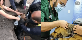 Ayudemos a perrita que fue encontrada enterrada viva en su recuperación