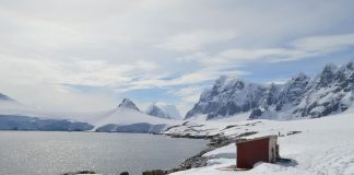 Pequeña lapa se convierte en candidato idóneo para invadir la Antártica