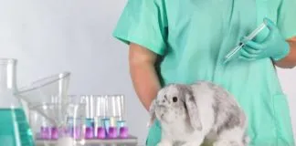 Comisión de Salud de la Cámara de Diputados aprobó proyecto de ley que busca prohibir la experimentación con animales
