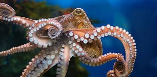 Reino Unido propone clasificar a pulpos, cangrejos y langostas como animales que sienten dolor y protegerlos por ley