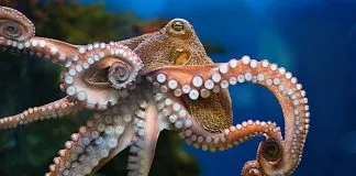 Reino Unido propone clasificar a pulpos, cangrejos y langostas como animales que sienten dolor y protegerlos por ley