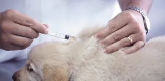 Salud canina: La importancia de la vacuna para evitar la enfermedad de distemper