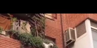 Vecinos salvan a perrito que caía de un edificio en España