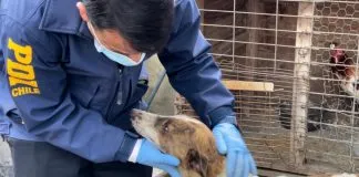 Condenan a imputado acusado de maltratar a más de 30 canes en San Francisco de Mostazal