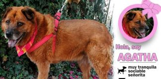 Agatha, una hermosa perrita en adopción que está buscando un hogar y familia responsable