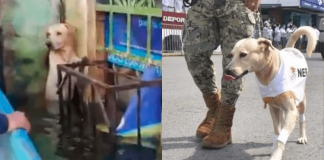 Perrito rescatado de inundación, hoy trabaja para la marina mexicana