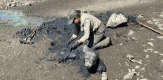 Guardaparques rescataron a perro enterrado en el fango de la Reserva del Lago Peñuelas