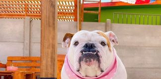 Cobre y extractos vegetales: la forma natural de cuidar a nuestros compañeros peludos