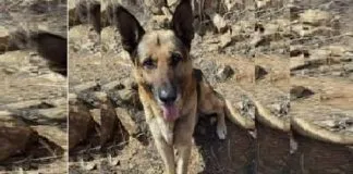 Perro héroe encuentra a su humano que estaba desaparecido en las cercanías de La Calera