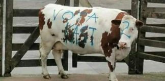 Presentaron denuncia por maltrato animal contra los responsables que rayaron una vaca con consignas a favor de Kast