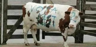 Fundación APLA presentó querella contra quienes resulten responsables por rayar una vaca con mensajes a favor de Kast