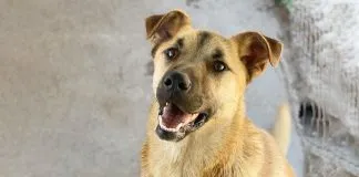 Cachupin, un perro rechazado por el humano en el ayer busca una familia y hogar responsable