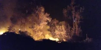 Más de 100 canes fueron evacuados de Refugio San Roque en #Machalí por incendio forestal cercano