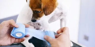 ¡Ultimos días para inscribirse al curso de primeros auxilios de animales de compañía, impulsado desde OTEC Colmevet ¡