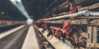 Nueva investigación devela las crueles cifras de la industria avícola peruana