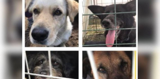 Comienza búsqueda de hogares temporales respecto a los animales rescatados del incendio en Castro