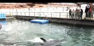 Tras una fuerte presión, Rusia desmanteló la “cárcel de ballenas” que mantenía cientos de animales hacinados